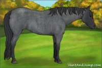 Horse Color:Blue Roan 