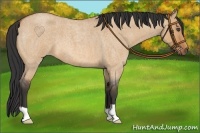 Horse Color:Bay Roan Dun 