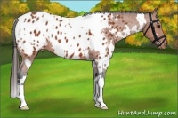 Horse Color:White Spotted Bay Appaloosa 