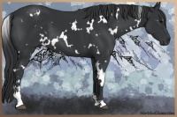 Horse Color:White Spotted Black Sabino
