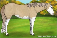 Horse Color:Red Dun Splash  Brindle