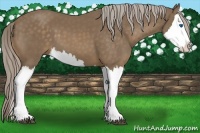 Horse Color:Chocolate Palomino Splash 