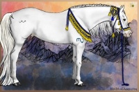 Horse Color:Liver Chestnut Appaloosa 