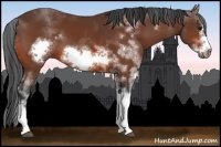 Horse Color:Bay Sabino Frame