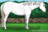 Horse Color:Bay Sabino Varnish 