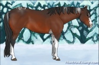 Horse Color:Bay Splash Tobiano  and Bay Splash Tobiano 