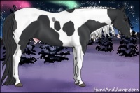 Horse Color:Black Tobiano 