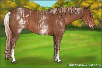 Horse Color:White Spotted Chestnut  and White Spotted Chestnut 