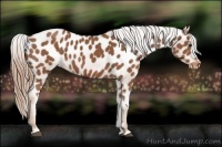 Horse Color:Chestnut Appaloosa Brindle