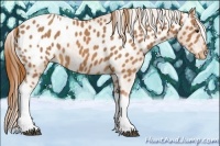 Horse Color:Chestnut Tobiano Blanket