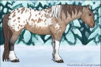 Horse Color:Bay Dun Tobiano Appaloosa 