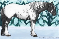 Horse Color:White Spotted Black Tobiano Appaloosa and White Spotted Black Tobiano Appaloosa