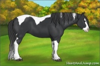 Horse Color:Black Splash Tobiano 