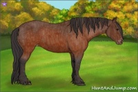 Horse Color:Brown Appaloosa  Brindle