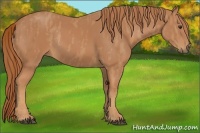 Horse Color:Chestnut Rabicano  Brindle