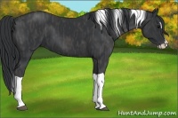 Horse Color:Black Splash Tobiano Rabicano  Brindle