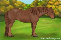 Horse Color:Chestnut  Brindle
