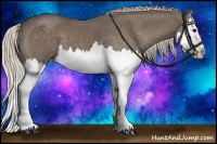 Horse Color:Silver Black Splash