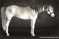 Horse Color:Buckskin Ice Sabino Splash