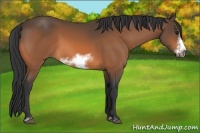 Horse Color:Buckskin Sabino Frame 