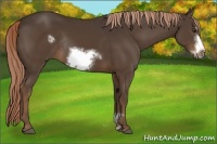 Horse Color:Liver Chestnut Sabino Frame Rabicano 