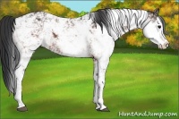Horse Color:Bay Sabino