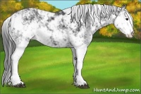 Horse Color:Black Sabino
