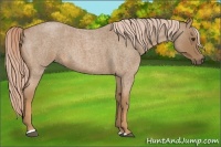 Horse Color:Palomino Roan Sabino 
