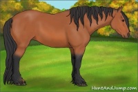 Horse Color:Bay Sabino