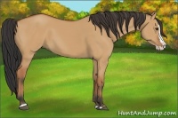 Horse Color:Bay Dun Sabino Splash
