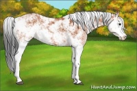 Horse Color:Bay Sabino 