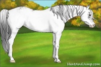 Horse Color:Black Sabino Rabicano 