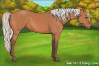 Horse Color:Silver Bay Sabino