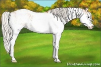 Horse Color:Silver Bay Sabino 