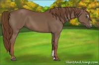Horse Color:Chestnut Sabino 