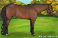 Horse Color:Bay Sabino 