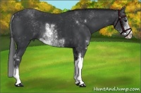 Horse Color:Black Sabino 