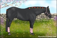 Horse Color:Black Sabino