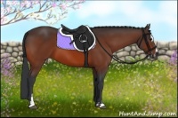 Horse Color:Bay Sabino 