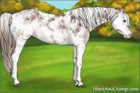 Horse Color:Chestnut Sabino