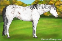 Horse Color:Bay Sabino 