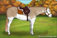Horse Color:Red Dun Sabino Splash and Red Dun Sabino Splash
