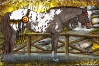 Horse Color:Liver Chestnut Sabino Appaloosa 