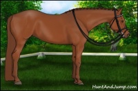 Horse Color:Chestnut Sabino 