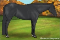 Horse Color:Black Sabino