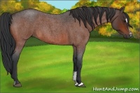 Horse Color:Bay Roan Sabino 