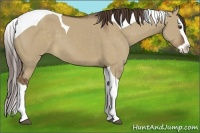 Horse Color:Liver Red Dun Sabino Splash Tobiano 