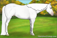 Horse Color:Gray Amber Champagne Roan Sabino