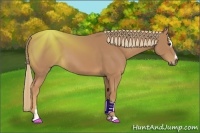 Horse Color:Chestnut Sabino