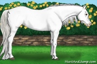 Horse Color:Palomino Sabino Appaloosa